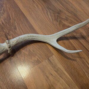 Deer Shed Antler